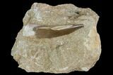 Fossil Plesiosaur (Zarafasaura) Tooth - Morocco #127421-1